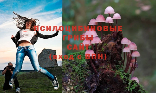 амф Богданович